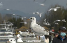 男子抓海鸥拍照引众怒