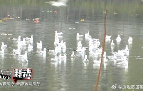 擅自放飞无人机、用面包投喂、鸥粮直接扔水里…观赏红嘴鸥时，这些行为不允许！