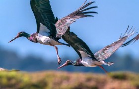 黑鹳和彩鹮飞抵红河蒙自长桥海越冬