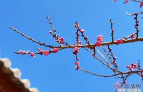 大理巍山：红梅花开迎春来