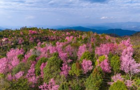 景迈山千年古茶园里，冬樱盛放灿若云霞