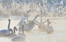 氛围感！雾凇和白天鹅同框美如冬日童话