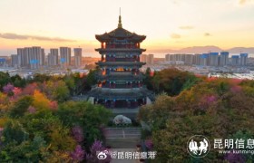 昆明呈贡：三台山公园冬樱花美“出圈”