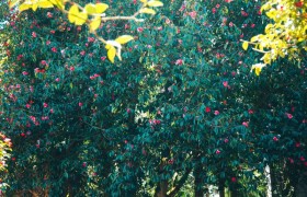 腾冲传统村落之和睦茶花村