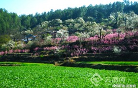 来南华，赴一场五彩的早春之约