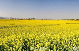 春日气息！云南油菜花海治愈感拉满