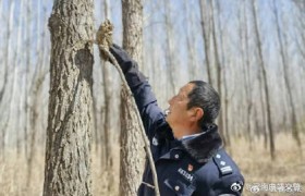 民警救助“呆萌”领角鸮[桃里桃气]