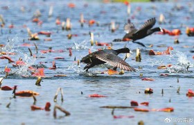 滇池草海湿地绘就绿水青山生态画卷