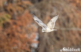 “萌禽”短耳鸮首现昆明南滇池湿地