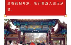 福暖五华年｜翠湖春色中，郁金香绽放年味浓