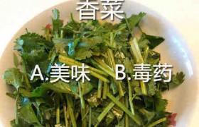 不吃香菜其实是刻在基因里的