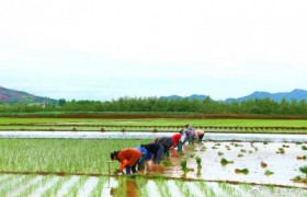 全国春播粮食已完成意向面积的13.2%，总体进展顺利