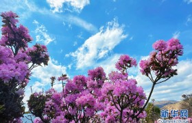 大理剑川高山杜鹃次第盛开