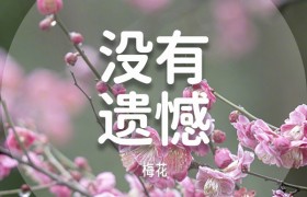 收藏美好！春日花花祝福语