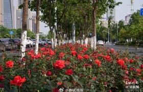 处处皆风景！昆明呈贡街头2500余株树状月季绽放