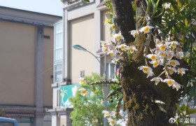 美好生活在云南｜保山龙陵：上树石斛花扮靓城市“风景线”